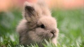 可爱小兔吃瓜,可爱小兔的甜蜜瓜果时光