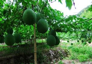 吊瓜叶尖怎么吃,吊瓜叶尖的多样食法探索