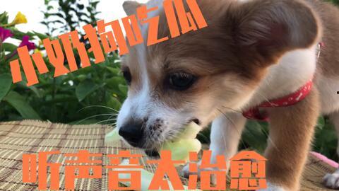 幼犬吃瓜,家长需警惕宠物饮食安全