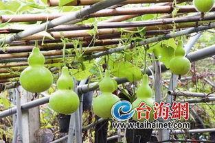 蜗牛吃葫芦瓜吗怎么吃的,揭秘蜗牛如何享用葫芦瓜