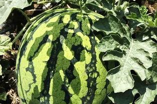 太湖水吃瓜,探寻江南水乡的清凉美味