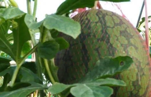 儋州甜莲吃瓜,瓜果飘香中的甜蜜诱惑