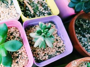 biubiu吃瓜少女,揭秘网络红人的魅力与争议