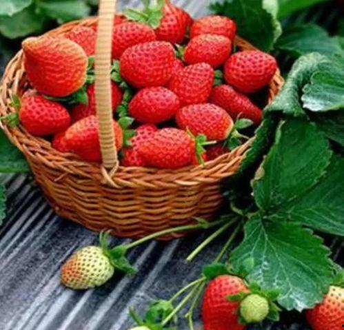 qq吃瓜草莓小屋,网络社交新潮流