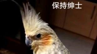 玄凤吃哈密瓜,探索哈密瓜的甜蜜诱惑