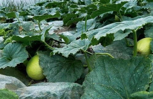 吃脆瓜后头疼,脆瓜诱惑背后的头痛之谜