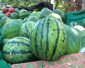 会吃的瓜有什么瓜